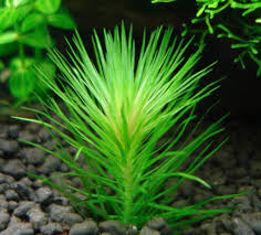 Image result for Monochoria africana