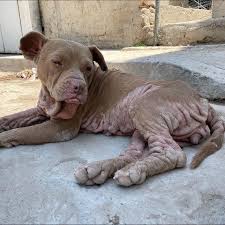 Born Again Pit Bull Rescue | This year #GivingTuesday gives us another  incredible “life changing” opportunity to make an even bigger impact in the  lives of homeless... | Instagram