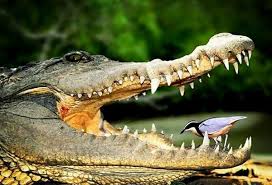 Bird Cleaning Crocodile Teeth The Plover Bird Roots For Food In The Crocodile S Mouth Without Fear The Croc Won T Hurt The Bird They Just Appreci Crocodile Nile Crocodile Crocodile Images