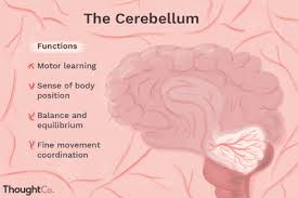 Divisions Of The Brain Forebrain Midbrain Hindbrain