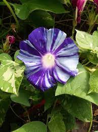 Mura Kumo Morning Glory Ipomoea Nil Annual Vine Garden Vines Morning Glory Flowers Vines