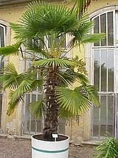 Find help & information on trachycarpus 'nova' chusan palm 'nova' from the rhs. Chinesische Hanfpalme Wikipedia