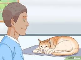 Bir Kopegin Hamile Oldugu Nasil Anlasilir Wikihow