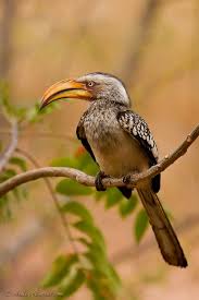 Birds Of South Africa Images South African Drizzle Ashley Vincent South African Birds Beautiful Birds Africa Wildlife