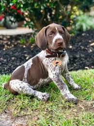 Check spelling or type a new query. 100 Puppies Need We Say More Garden Gun
