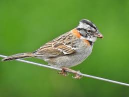 Image result for Zonotriche