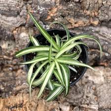 How to propagate spider plant. Spider Plant Bonnie Curly Type Live Plant Sage Garden