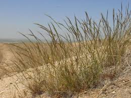 Image result for Aristida adscensionis