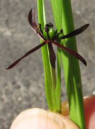 Image result for Iphigenia pauciflora