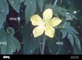 Image result for Momordica corymbifera