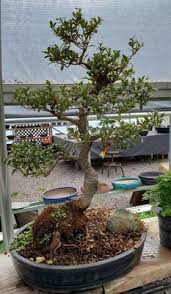 When shaping your bonsai develop an excellent eye. All Shapes Bonsai Nursery 230 Everitt Rd Ringoes Nj Nurseries Mapquest