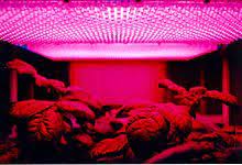 Different colors do different things Grow Light Wikipedia