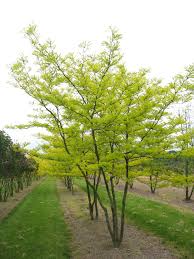 gleditsia triacanthos sunburst multi stem 2 tuin bomen achtertuin bomen tuin