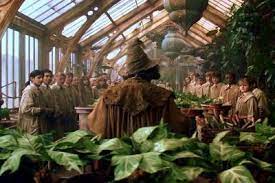 #harry potter aesthetic #hp #hogwarts #harry potter #herbology #herbology aesthetic #neville longbottom #mine. Herbology Class Harry Potter Fan Art Harry Potter Professors Harry Potter Series