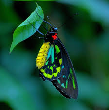Black And Yellow Striped Caterpillar Georgia What The Caterpillar Calls The End Of The World The Master Calls A Butterfly By Stgrundy Via Flickr Beautiful Butterflies Butterfly Green Butterfly