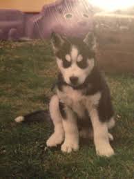 She got sick a few times because of all. How To Train And Take Care Of A New Siberian Husky Puppy Pethelpful