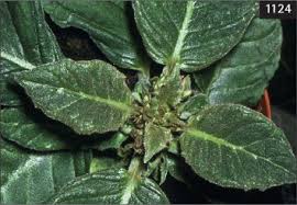 Image result for Impatiens mildbraedii