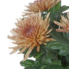 Fuji Mums Flower Hair Best Flower Wallpaper