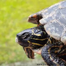 Ab wann den cyclotest schwangerschaftstest oder frühtest (10 miu/ml) anwenden? Wie Erkennt Man Den Tod Bei Schildkroten Und Anderen Reptilien Wasserschildkroten
