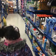 Maybe you would like to learn more about one of these? Petland Discounts Pet Store In Brooklyn