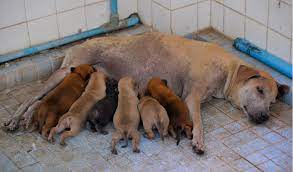 Eclampsia In Dogs | Petcoach