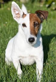 Image result for foxteriér hladkosrstý