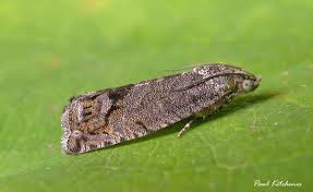 Image result for Cydia microgrammana