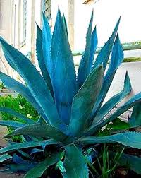 Image result for Agave americana