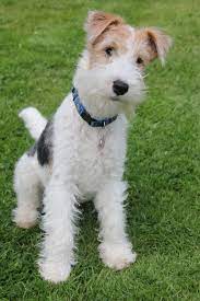 Thinkpup Shop Redbubble Fox Terrier Puppy Wire Fox Terrier Fox Terrier