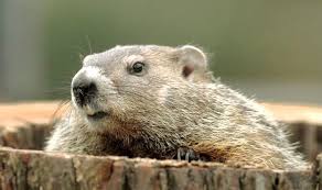 Groundhogs are voracious eaters and can mow through an entire garden in no time! 10 Tips How To Get Rid Of Groundhogs Igetrid