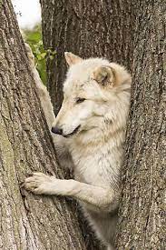 Voice Of Nature Wolf Sounds Wolf Husky Wolf Dog