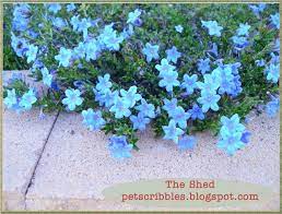 Check spelling or type a new query. The Shed Lithodora Evergreen And Electric Blue Radiance Flowers Perennials Plants Hardy Perennials
