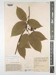 Image result for Ritchiea