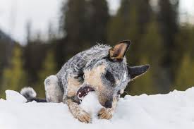 While anyone who brings home a blue heeler should work on puppy mouthing behavior, it's especially important to do so if you have children in the home. Facts On The Blue Heeler Dog What You Need To Know
