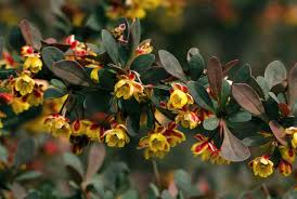 Image result for Berberis thunbergii