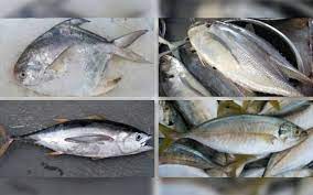 Ikan kakap termasuk salah satu jenis ikan yang kerap dibudidayakan. 5 Jenis Ikan Dikatakan Penyebab Gatal Dan Angin Badan Free Malaysia Today Fmt