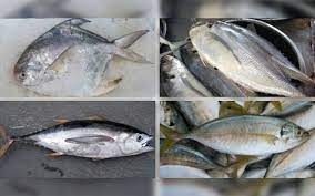 Check spelling or type a new query. 5 Jenis Ikan Dikatakan Penyebab Gatal Dan Angin Badan Free Malaysia Today Fmt