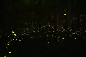 نتیجه جستجوی لغت [fireflies] در گوگل
