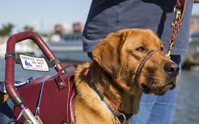 Conditions which may qualify a person for a service dog include vision impairment, hearing loss, ptsd, autism, diabetes, epilepsy, and multiple sclerosis (ms), among others. This Is The Worst Thing You Could Ever Say To Someone With A Service Dog