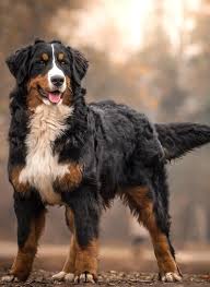 Bernese Mountain In Stunning Picture Stand In All Its Glory Burmese Mountain Dogs Bernese Mountain Dog Puppy Bermese Mountain Dog