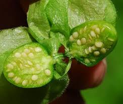 Image result for Physalis pubescens