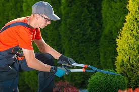 Image result for Icuria