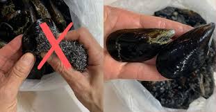 Sciacquate e passate ancora la paglietta se necessario. Come Pulire Le Cozze Senza Fatica In 5 Minuti Con Il Sacchetto