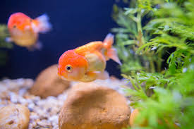 Common Fish Diseases How To Avoid Them Petbarn
