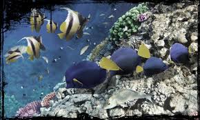 The one that burns your nerves all day. Kode Alam Ikan Patin