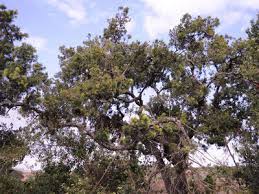 Image result for Afrocarpus usambarensis