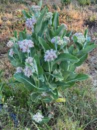 Image result for Asclepias