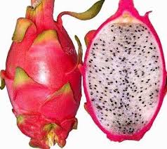 Dragon fruit germination from a seed is a long and patient process. Dragon Fruit Cultivation Information Guide Agri Farming