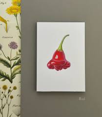 Image result for Capsicum baccatum