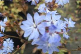 Image result for Plumbaginaceae